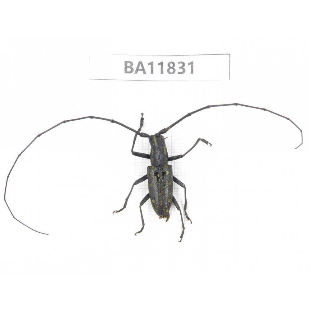 Cerambycidae sp. China, Guizhou, Bijie, Jinsha county. 1Pcs. BA11831.