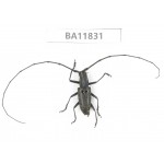 Cerambycidae sp. China, Guizhou, Bijie, Jinsha county. 1Pcs. BA11831.
