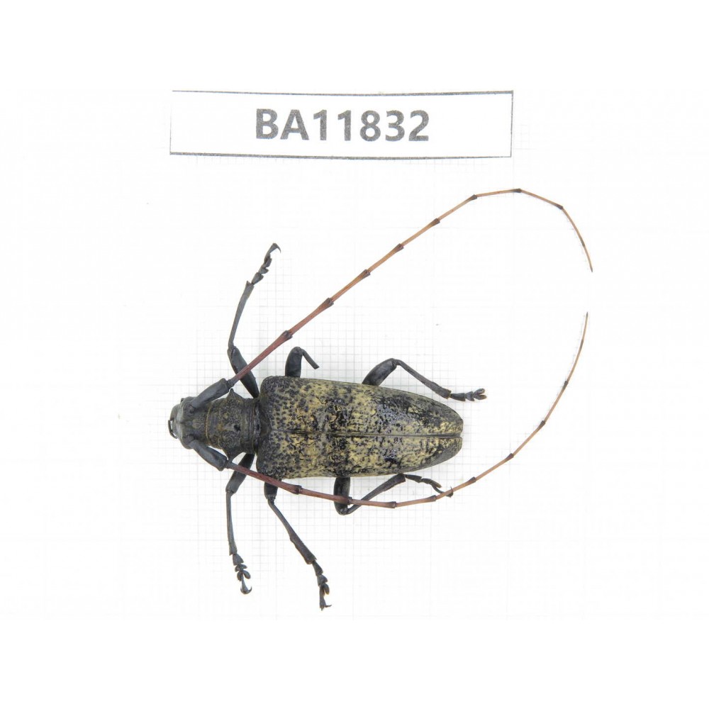 Cerambycidae sp. China, Guizhou, Bijie, Jinsha county. 1Pcs. BA11832.