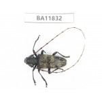 Cerambycidae sp. China, Guizhou, Bijie, Jinsha county. 1Pcs. BA11832.
