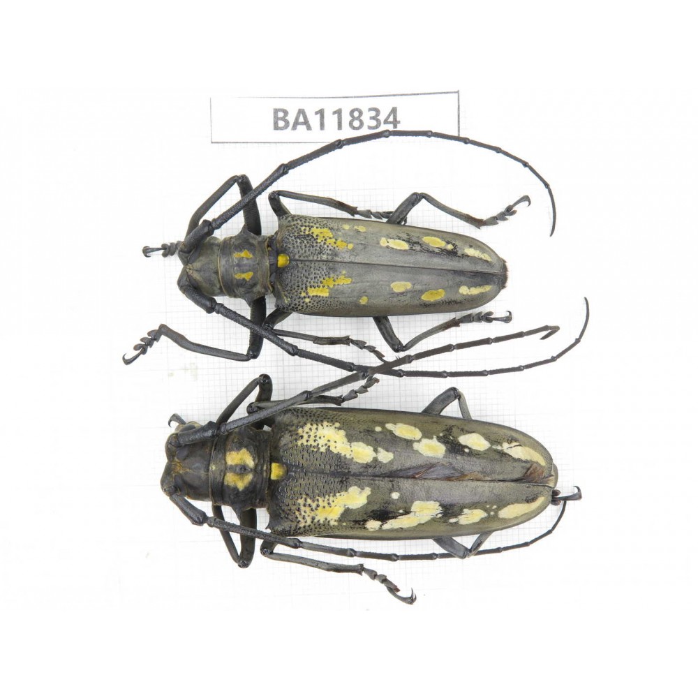 Cerambycidae sp. China, Guizhou, Bijie, Jinsha county. 1P. BA11834.