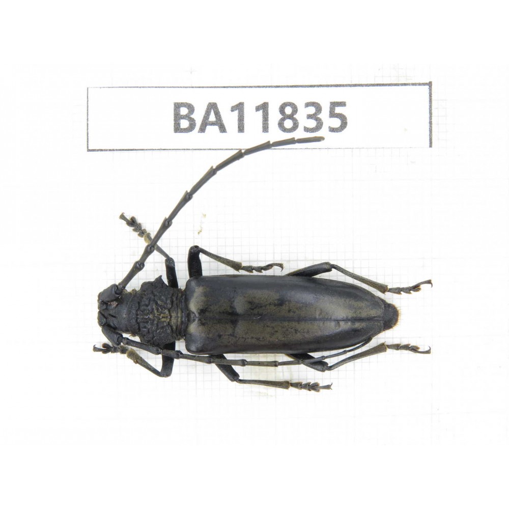 Cerambycidae sp. China, Guizhou, Bijie, Jinsha county. 1Pcs. BA11835.
