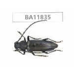 Cerambycidae sp. China, Guizhou, Bijie, Jinsha county. 1Pcs. BA11835.