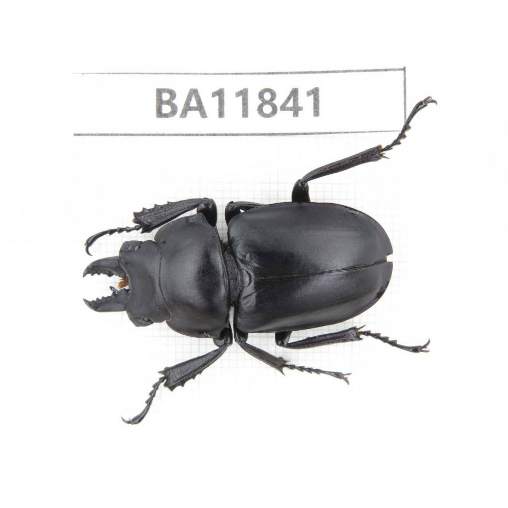 Neolucanus sp. China, Guizhou, Bijie, Jinsha county. 1M. BA11841.