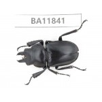 Neolucanus sp. China, Guizhou, Bijie, Jinsha county. 1M. BA11841.