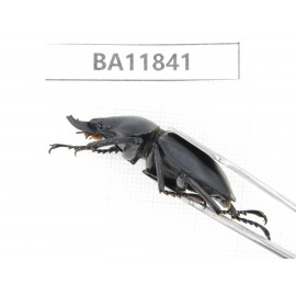 Neolucanus sp. China, Guizhou, Bijie, Jinsha county. 1M. BA11841.