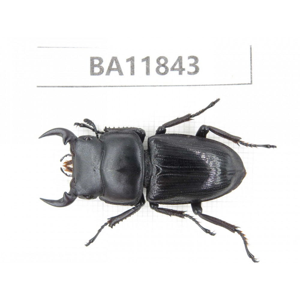 Dorcus sp. China, Guizhou, Bijie, Jinsha county. 1M. BA11843.