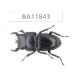 Dorcus sp. China, Guizhou, Bijie, Jinsha county. 1M. BA11843.
