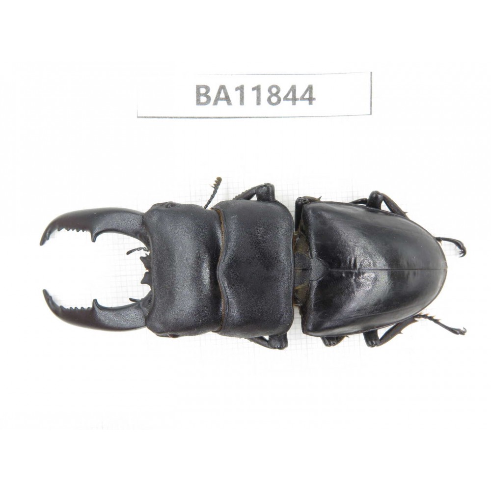 Dorcus titanus. China, Guizhou, Bijie, Jinsha county. 1M. BA11844.