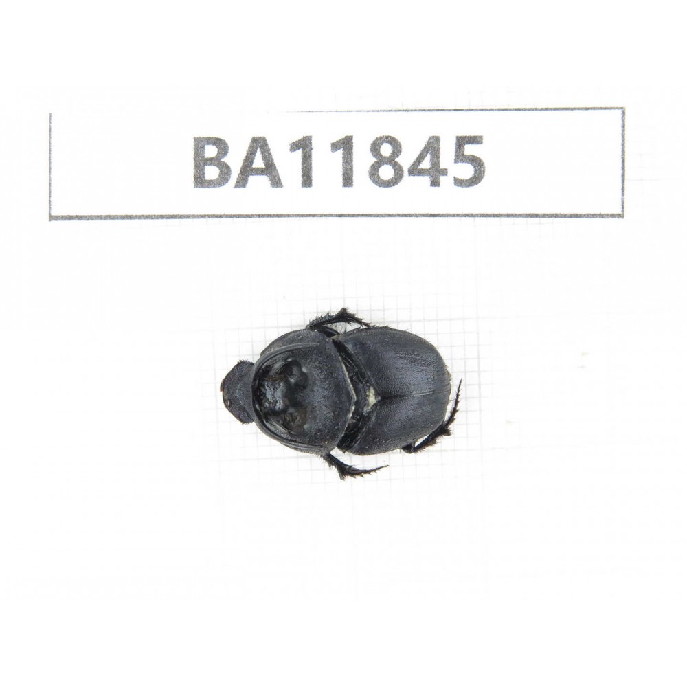 Geotrupidae sp. China,  Guizhou, Bijie, Jinsha county.1M. BA11845.