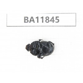 Geotrupidae sp. China,  Guizhou, Bijie, Jinsha county.1M. BA11845.