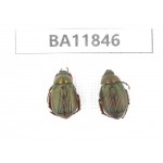 Rutelidae sp. China, Guizhou, Qiandongnan, Rongjiang county. 2Pcs. BA11846.