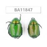 Rutelidae sp. China, Guizhou, Qiandongnan, Rongjiang county. 2Pcs. BA11847.