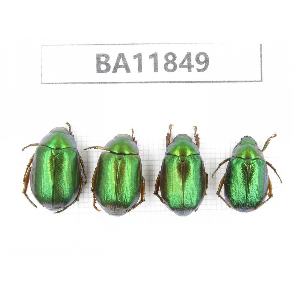 Rutelidae sp. China, Guizhou, Qiandongnan, Rongjiang county. 4Pcs. BA11849.