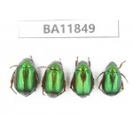 Rutelidae sp. China, Guizhou, Qiandongnan, Rongjiang county. 4Pcs. BA11849.