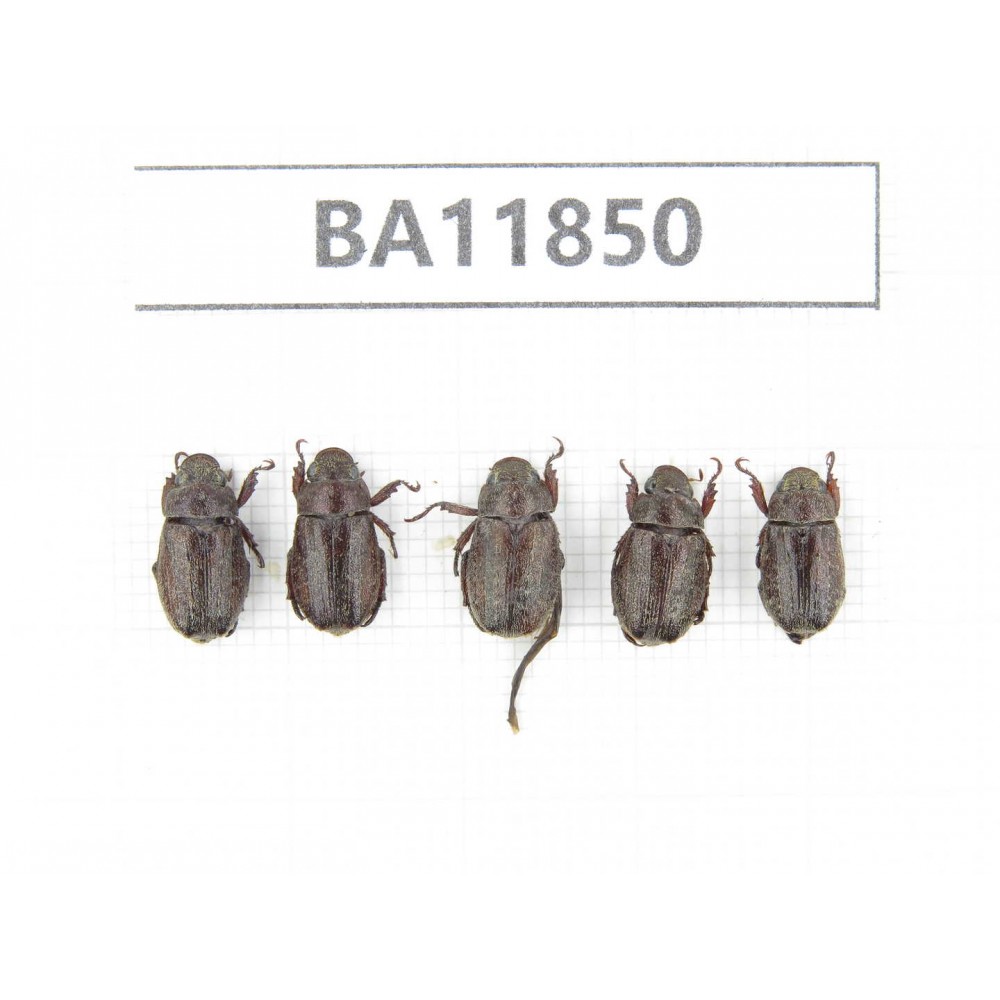 Rutelidae sp. China, Guizhou, Qiandongnan, Rongjiang county. 5Pcs. BA11850.