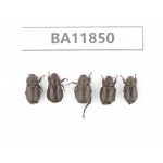 Rutelidae sp. China, Guizhou, Qiandongnan, Rongjiang county. 5Pcs. BA11850.