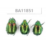 Rutelidae sp. China, Guizhou, Qiandongnan, Rongjiang county. 3Pcs. BA11851.