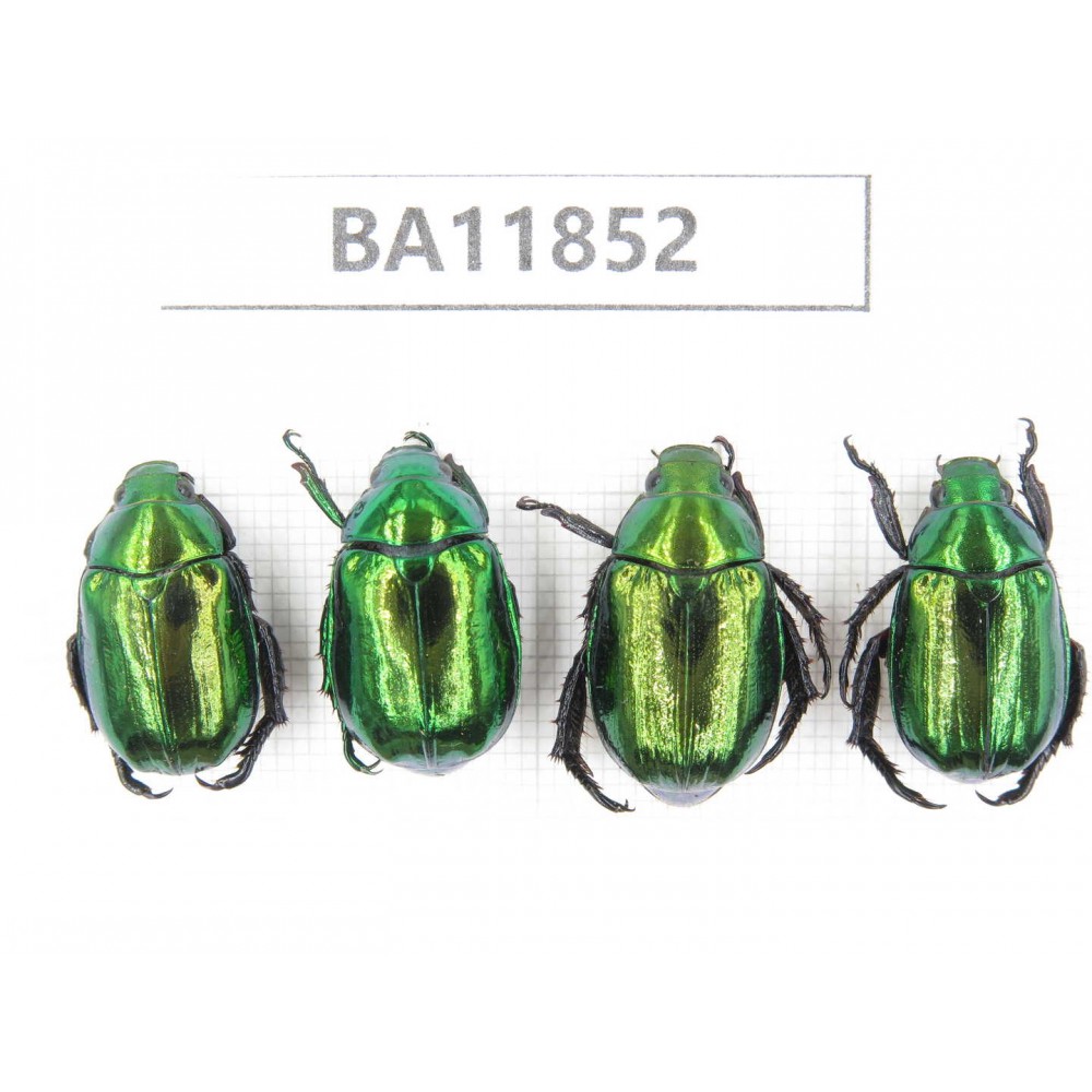 Rutelidae sp. China, Guizhou, Qiandongnan, Rongjiang county. 4Pcs. BA11852.
