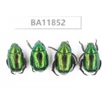 Rutelidae sp. China, Guizhou, Qiandongnan, Rongjiang county. 4Pcs. BA11852.