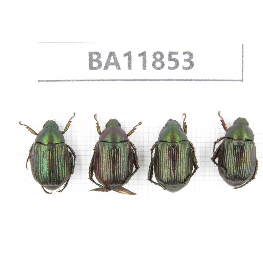 Rutelidae sp. China, Guizhou, Qiandongnan, Rongjiang county. 4Pcs. BA11853.