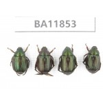 Rutelidae sp. China, Guizhou, Qiandongnan, Rongjiang county. 4Pcs. BA11853.
