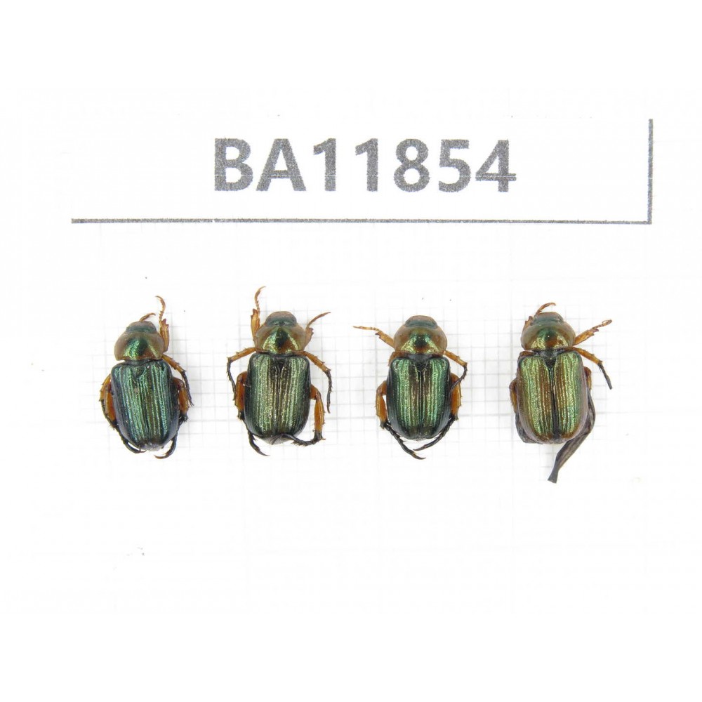 Rutelidae sp. China, Guizhou, Qiandongnan, Rongjiang county. 4Pcs. BA11854.