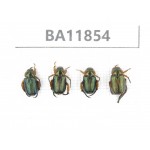 Rutelidae sp. China, Guizhou, Qiandongnan, Rongjiang county. 4Pcs. BA11854.