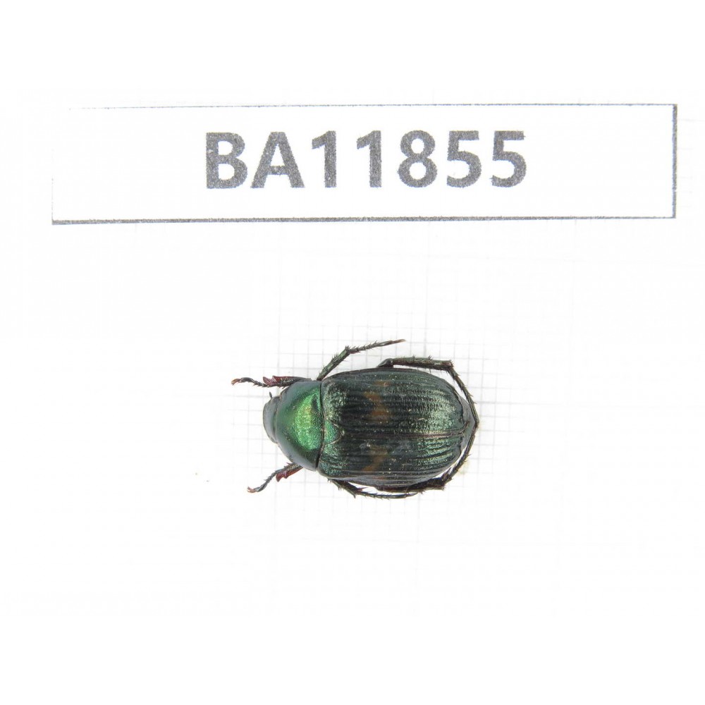 Rutelidae sp. China, Guizhou, Qiandongnan, Rongjiang county. 1Pcs. BA11855.