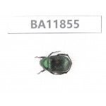 Rutelidae sp. China, Guizhou, Qiandongnan, Rongjiang county. 1Pcs. BA11855.