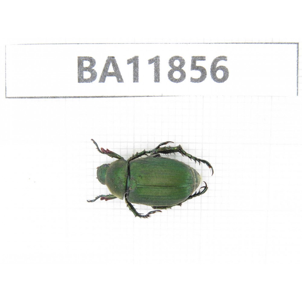 Rutelidae sp. China, Guizhou, Qiandongnan, Rongjiang county. 1Pcs. BA11856.