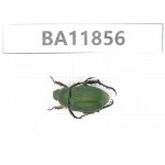 Rutelidae sp. China, Guizhou, Qiandongnan, Rongjiang county. 1Pcs. BA11856.