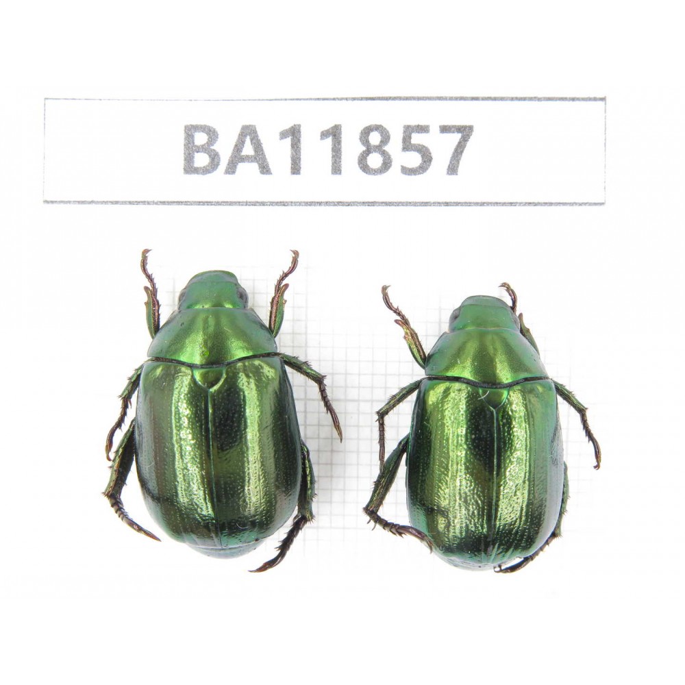 Rutelidae sp. China, Guizhou, Qiandongnan, Rongjiang county. 2Pcs. BA11857.