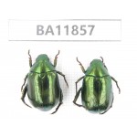 Rutelidae sp. China, Guizhou, Qiandongnan, Rongjiang county. 2Pcs. BA11857.