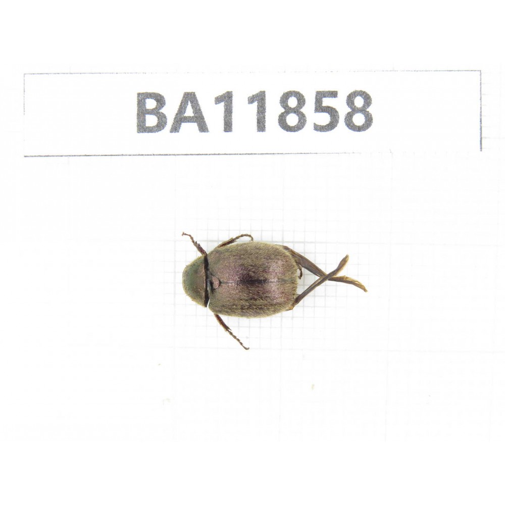 Rutelidae sp. China, Guizhou, Qiandongnan, Rongjiang county. 1Pcs. BA11858.