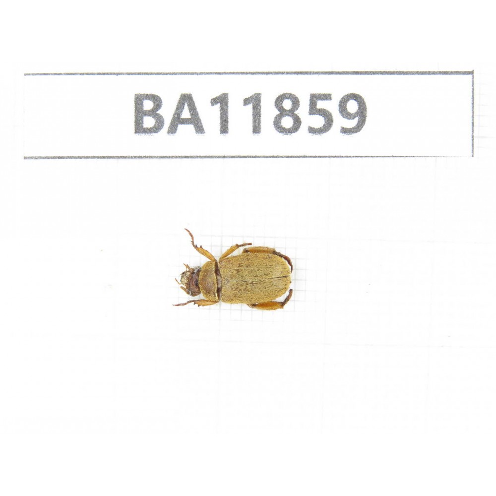 Rutelidae sp. China, Guizhou, Qiandongnan, Rongjiang county. 1Pcs. BA11859.