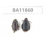 Rutelidae sp. China, Guizhou, Qiandongnan, Rongjiang county. 2Pcs. BA11860.