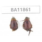 Rutelidae sp. China, Guizhou, Qiandongnan, Rongjiang county. 2Pcs. BA11861.