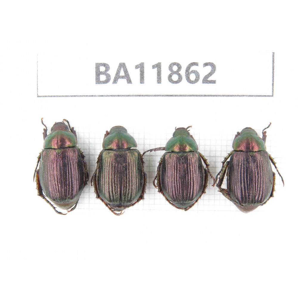 Rutelidae sp. China, Guizhou, Qiandongnan, Rongjiang county. 4Pcs. BA11862.