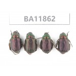 Rutelidae sp. China, Guizhou, Qiandongnan, Rongjiang county. 4Pcs. BA11862.