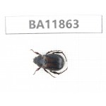 Rutelidae sp. China, Guizhou, Qiandongnan, Rongjiang county. 1Pcs. BA11863.