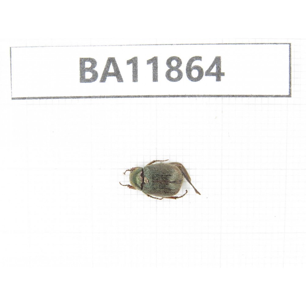 Rutelidae sp. China, Guizhou, Qiandongnan, Rongjiang county. 1Pcs. BA11864.