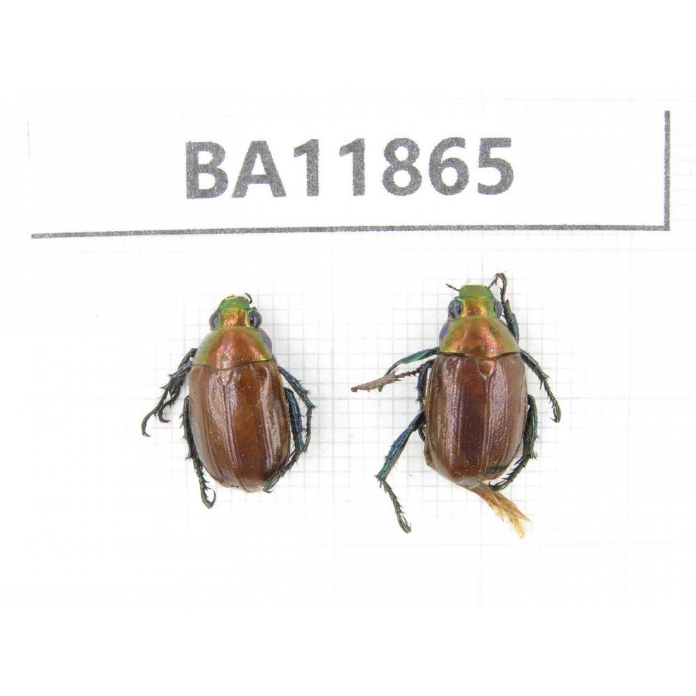 Rutelidae sp. China, Guizhou, Qiandongnan, Rongjiang county. 2Pcs. BA11865.