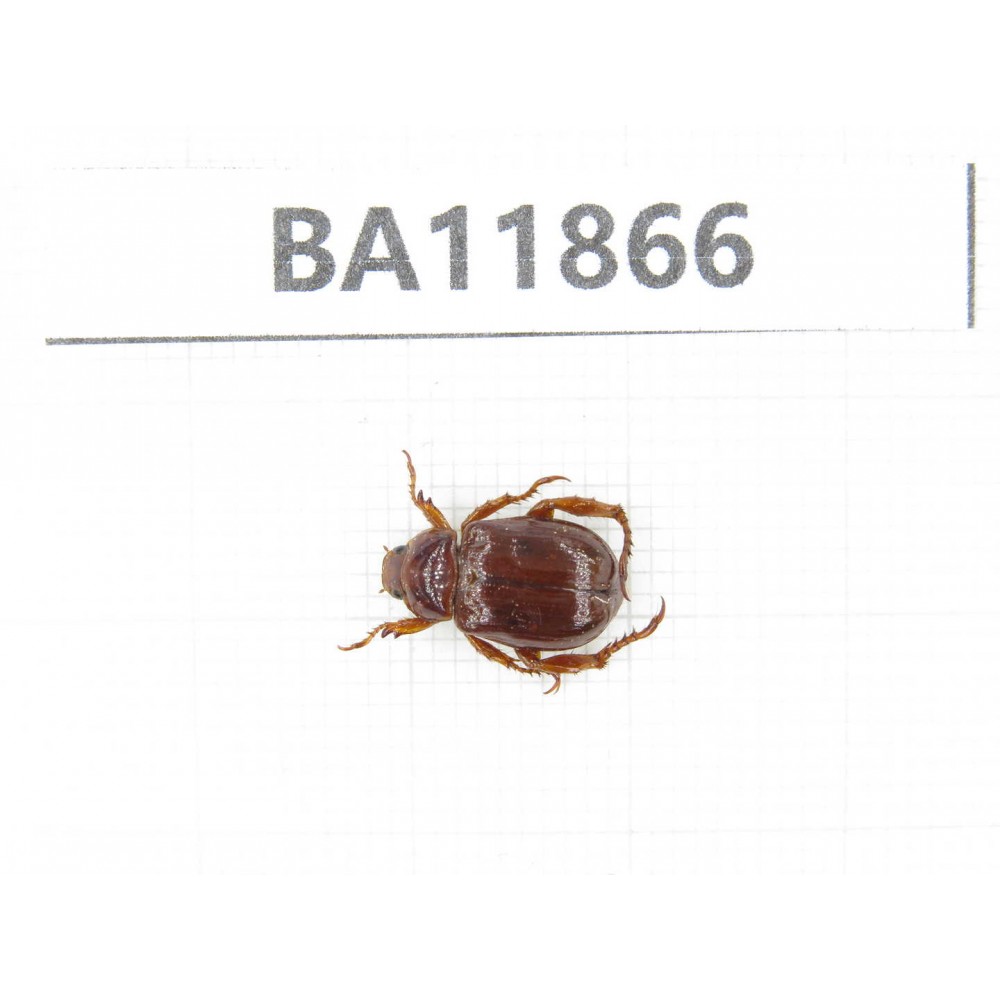 Rutelidae sp. China, Guizhou, Qiandongnan, Rongjiang county. 1Pcs. BA11866.