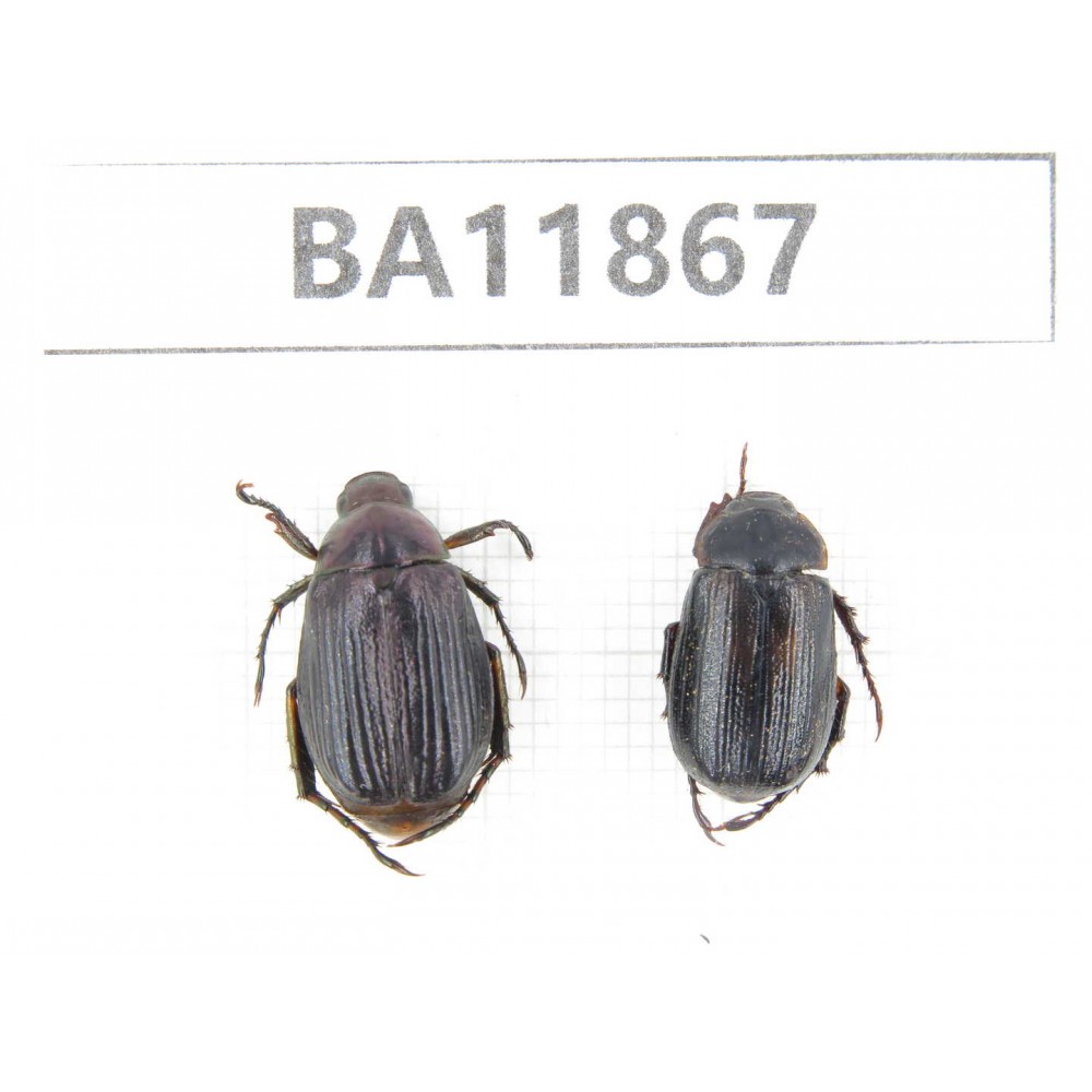 Rutelidae sp. China, Guizhou, Qiandongnan, Rongjiang county. 2Pcs. BA11867.
