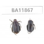 Rutelidae sp. China, Guizhou, Qiandongnan, Rongjiang county. 2Pcs. BA11867.