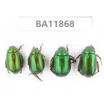 Rutelidae sp. China, Guizhou, Qiandongnan, Rongjiang county. 4Pcs. BA11868.