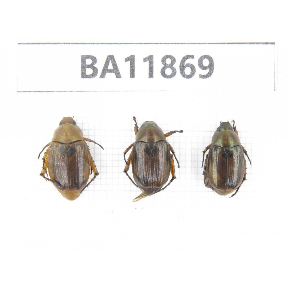 Rutelidae sp. China, Guizhou, Qiandongnan, Rongjiang county. 3Pcs. BA11869.