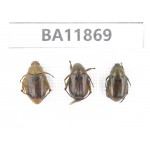 Rutelidae sp. China, Guizhou, Qiandongnan, Rongjiang county. 3Pcs. BA11869.