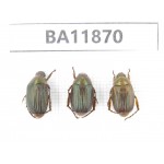 Rutelidae sp. China, Guizhou, Qiandongnan, Rongjiang county. 3Pcs. BA11870.